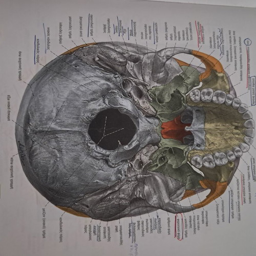 Sobotta Atlas of Human Anatomy Volumes A & B like new, Greek