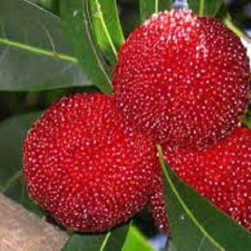 Myrica Rubra Chinese Mulberry Seeds like new for cultivation