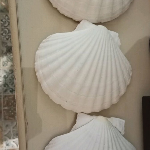 Set of natural shell fossils like new, 13x13 cm