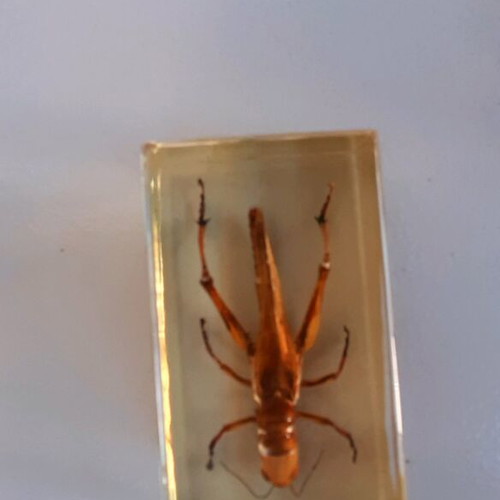 Insect collection like new in plexiglass