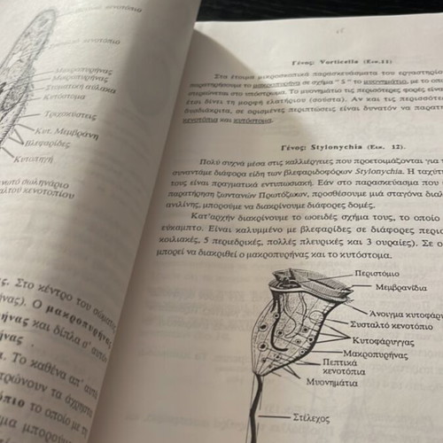 Morphology and Systematics of Invertebrates used, Greek
