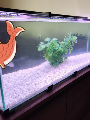 Aquarium - Glass 100 X 38 X Height 35cm (125lt)