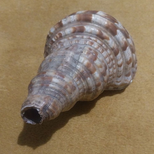 Natural shell used, 24 cm long with damage