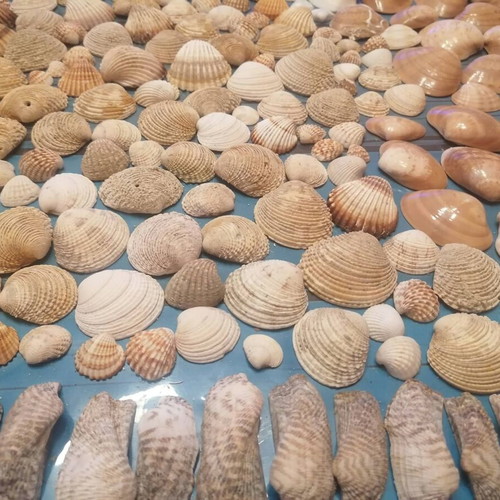 720 seashells various designs and sizes
