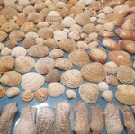 720 seashells various designs and sizes