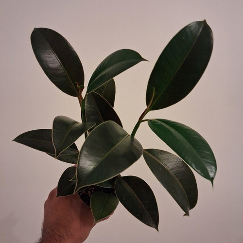 Ficus elastica new