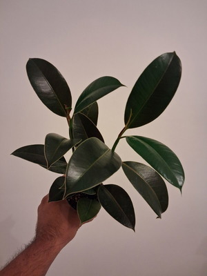 Ficus elastica new
