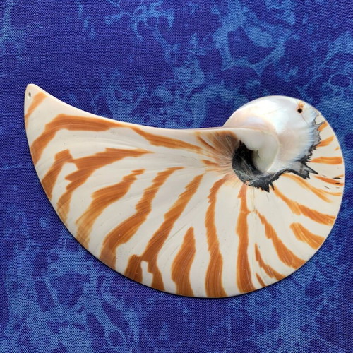 Nautilus half shell decorative, like new