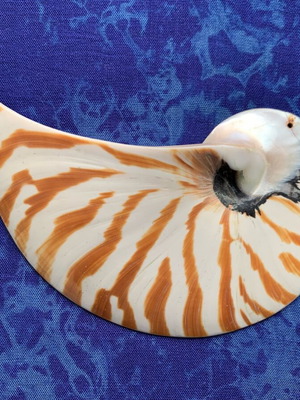Μισό κοχύλι Nautilus διακοσμητικό, σαν καινούργιο