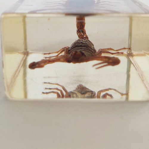 Olivierus martensii scorpion in glass like new for research and observation