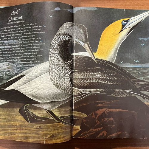 The Living World of Audubon book used, English