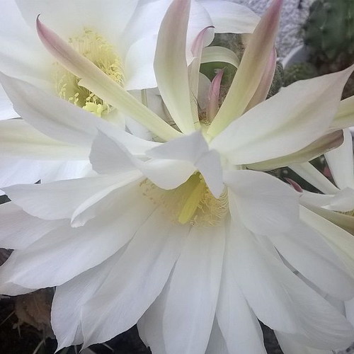 Cactus 21 used