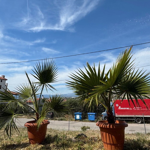 Palm trees new 1.5 meter