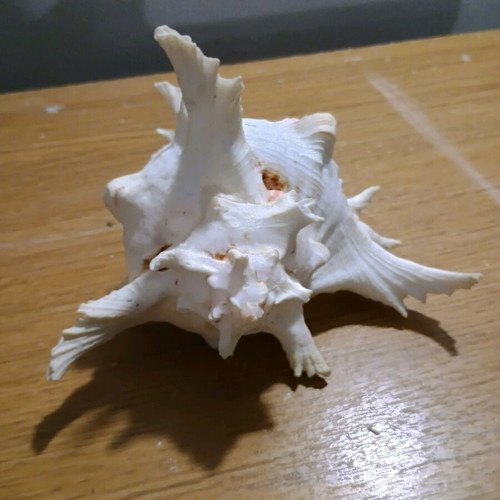 Shell new