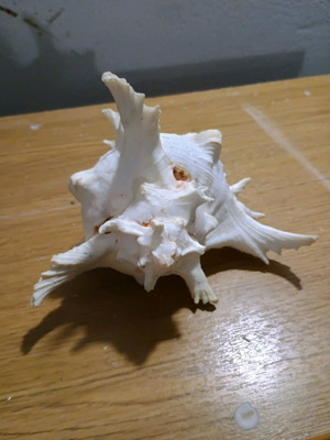 Shell new