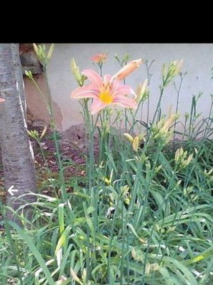 Hemerocallis Knight Star new, rare variety with bulb