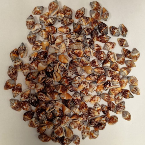 Columbella rustica shells, pack of 50, suitable for necklaces and bracelets