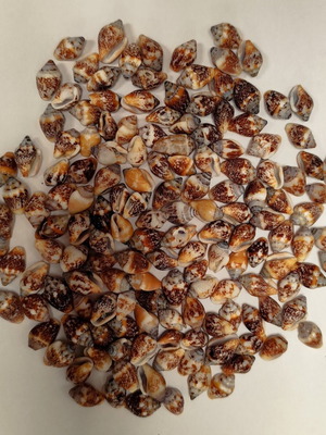 Columbella rustica shells, pack of 50, suitable for necklaces and bracelets