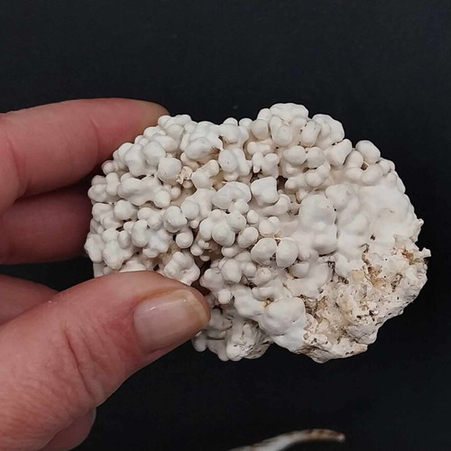 Collection of Exotic Seashells and Corals like new, 11 natural specimens