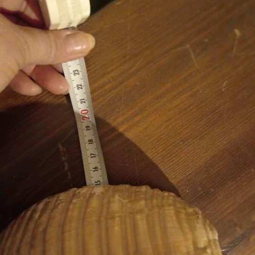 Natural shell large size like new