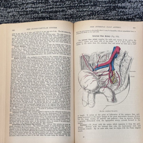 Gray’s Anatomy paperback original edition used, cover in bad shape