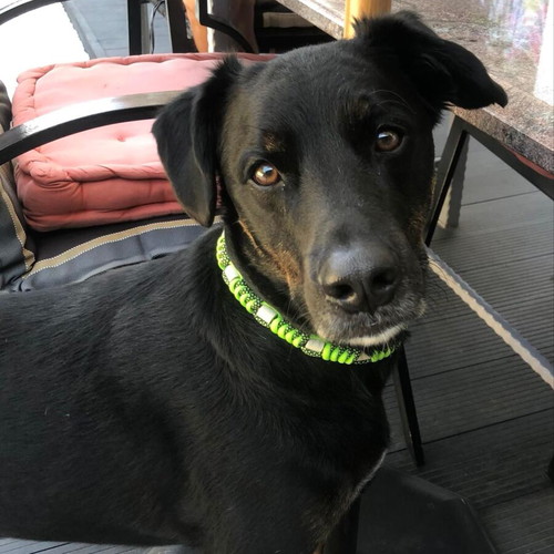 Hand-Made Dog Collar New, Various Colors and Sizes