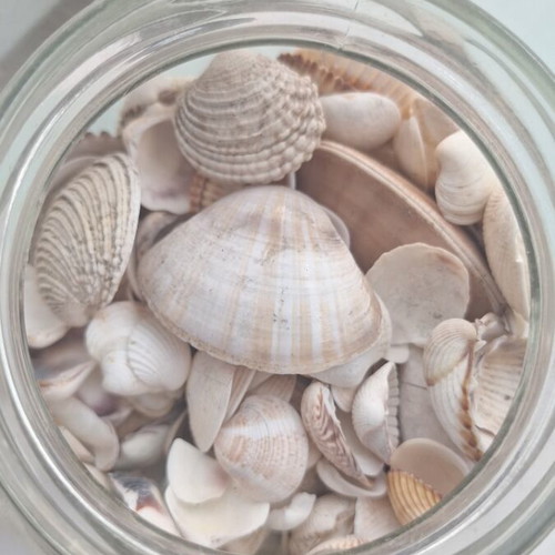 Sea treasures in a jar with natural shells, used