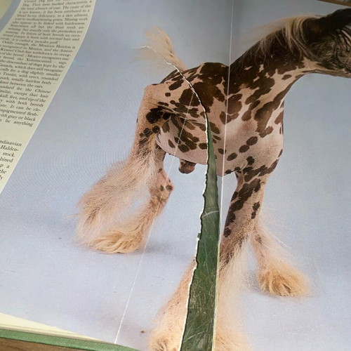 Book The Complete Book of Dogs used, dogs, training, care