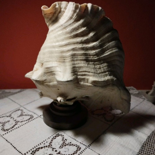 Natural shell lamp with bronze base, set of 2