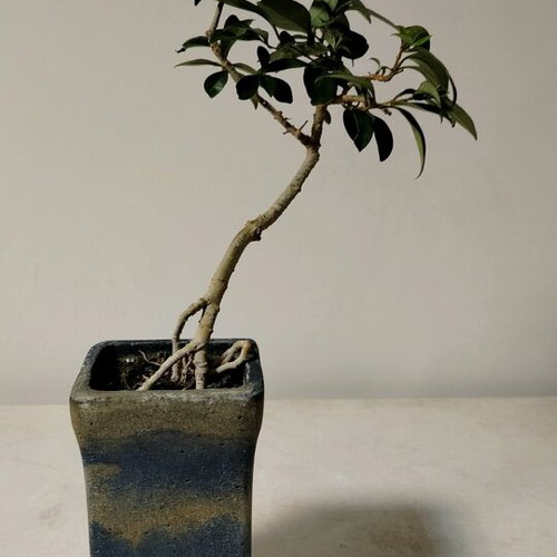 bonsai privet