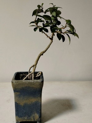 bonsai privet
