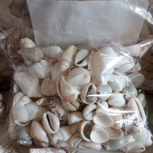 Natural seashell collection, various sizes and shapes, 2kg