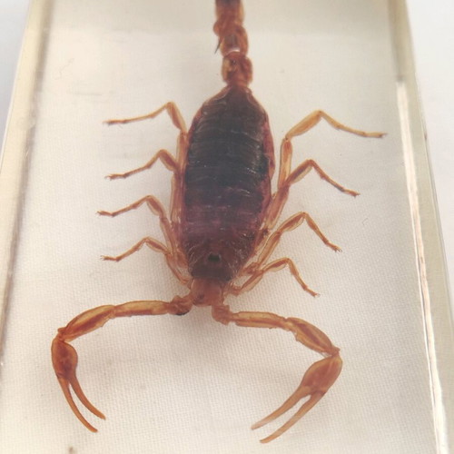 Olivierus martensii scorpion in glass like new for research and observation