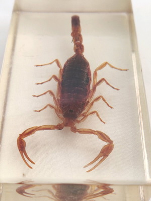 Olivierus martensii scorpion in glass like new for research and observation
