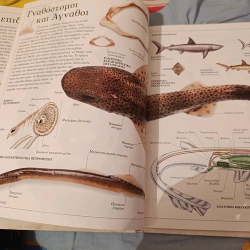 Animals like new children's book