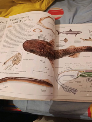 Animals like new children's book