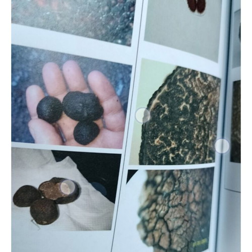 The Book of Truffle new, hobby guide in Greek