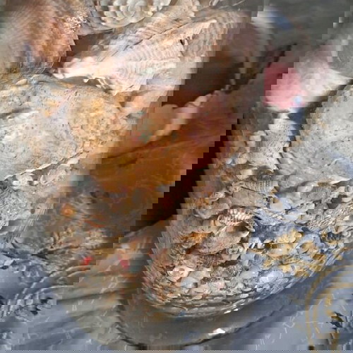 Βάζο με κοχυλάκια και αληθινά κοχύλια σε άριστη κατάσταση