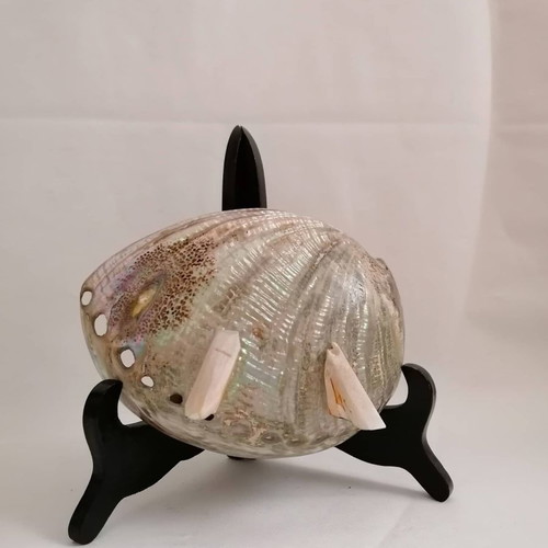 Large Abalone Shell Pacific Mother of Pearls used