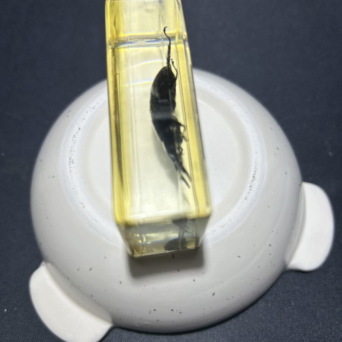 Large beetle in resin and acrylic
