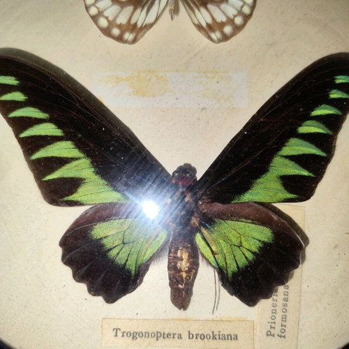 Butterflies in frame used with Trogonoptera brookiana and Prioneris formosana