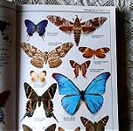  Βιβλίο για πεταλούδες ξενόγλωσσο / Butterflies and moths
