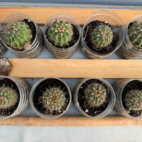 Echinopsis cacti, 14 three-year-old plants