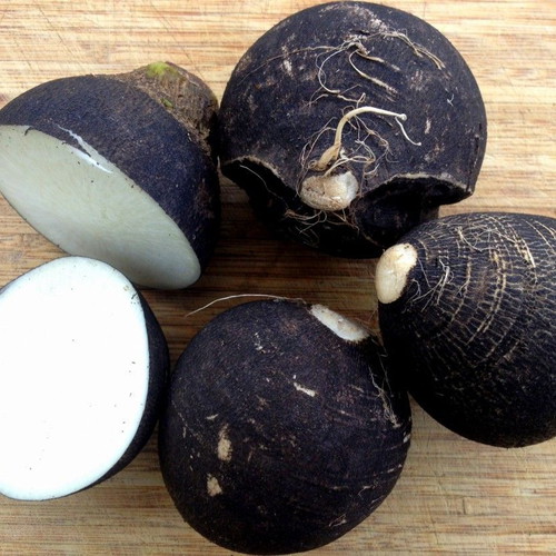Black Round Winter Radish Seeds, Traditional High Yield Variety