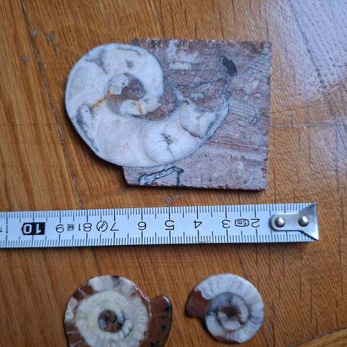 Polished Ammonite Fossils like new