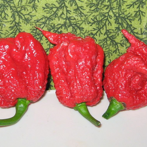 Carolina Reaper pepper seeds, pack of 20, extremely hot