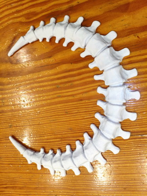 Biomechanical bone moon like new, 24 cm diameter, 3D printed
