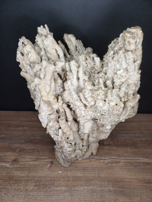 Coral used large white, height 32 cm