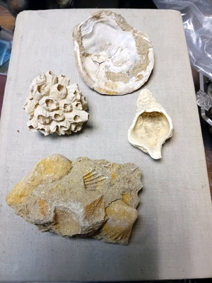Fossils from Laconia used, set of 4 pieces