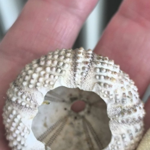 Decorative sea potato and sea urchin shells like new, set of three